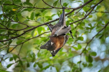 Bat, Chiroptera memelisi dalda asılı.