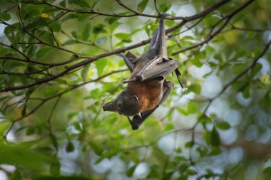Bat, mammal of the order Chiroptera is hanging on the tree branch clipart