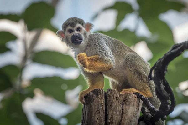 Common squirrel monkey, Saimiri sciureus, a species of squirrel monkey from Guiana, Venezuela, Brazil. Animals in natur reserve — Stock Photo, Image