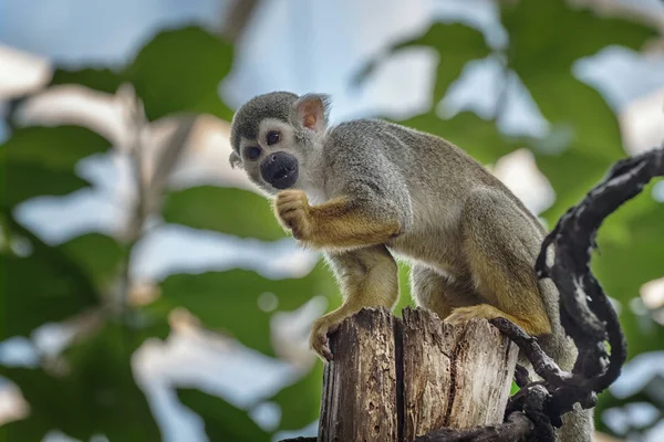 Common squirrel monkey, Saimiri sciureus, a species of squirrel monkey from Guiana, Venezuela, Brazil. Animals in natur reserve. Animals watching — Stock Photo, Image