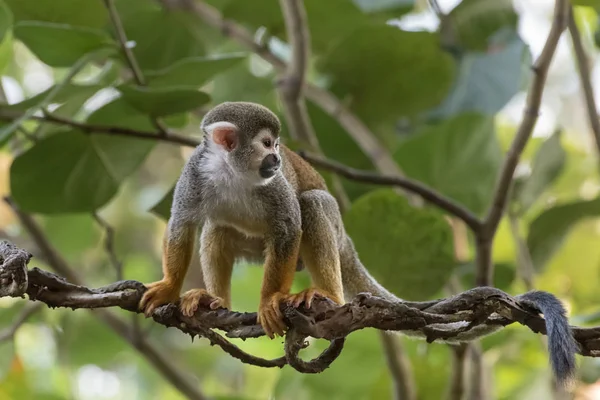 Macaco-esquilo-comum, Saimiri sciureus, uma espécie de macaco-esquilo da Guiana, Venezuela e Brasil entre folhas verdes — Fotografia de Stock