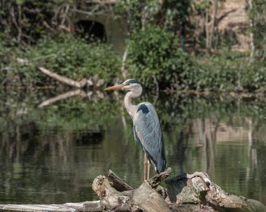 Gri balıkçıl, Ardea cinerea, uzun bacaklı yırtıcı, suda duran büyük bir kuş. Doğa manzarası
