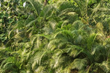 Eğlence parkı. Tropik palmiye ormanı. Arkaplan için manzara