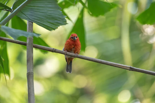 녹색 잎 배경에 있는 마다가스카르붉은 곰팡이 — 스톡 사진
