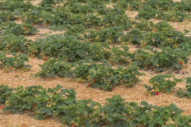 Çilek tarlaları, çiftlikte yetişen samanlıkta yetişen çilek bitkileri. Yaz manzarası