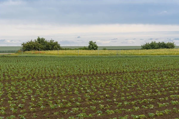 イチゴ畑、農場で栽培されているイチゴ植物 — ストック写真