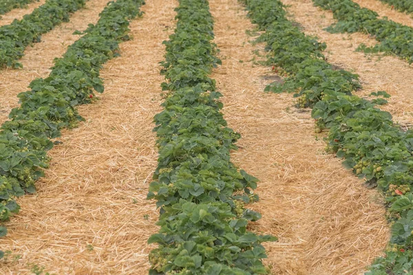 Strawberry fields, strawberry plants in hay rows growing on farm. Strawberry cultivation in Germany