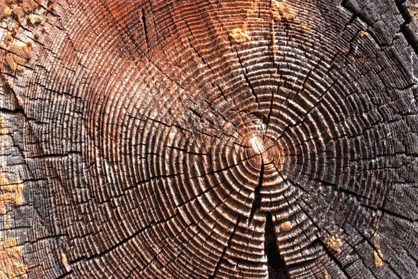 Wood Section Texture Ancient Stump Close Cross Section Tree Cut — Stock Photo, Image