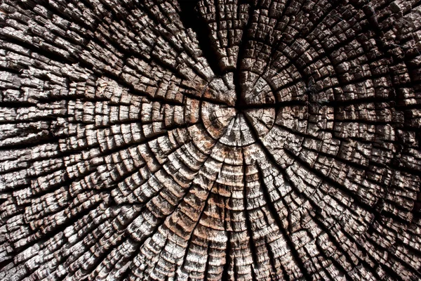 木在剖面纹理 古树桩特写 横断面的树 剪旧的日志 棕色的老树 纹理木表面 抽象背景 复古复古背景 空模板 — 图库照片