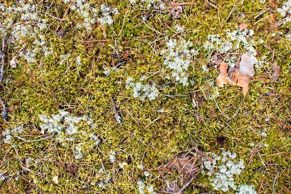 Forest Moss Textuur Groene Wild Bosvegetatie Met Stukjes Takken Fir — Stockfoto