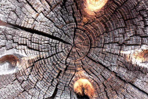 Дерево Текстуре Секции Древний Пень Крупным Планом Поперечное Сечение Дерева — стоковое фото