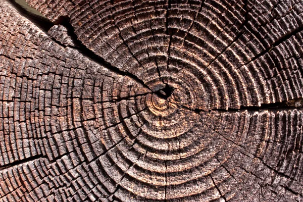 Wood in section texture, ancient stump close-up, cross section of the tree, cut the old log, brown dark old tree, textured wooden surface, abstract background, retro vintage backdrop, empty template