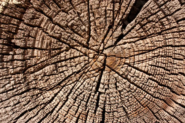 木在剖面纹理 古树桩特写 横断面的树 剪旧的日志 棕色的老树 纹理木表面 抽象背景 复古复古背景 空模板 — 图库照片