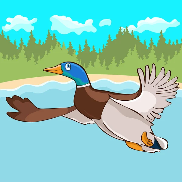 Duck flies hand drawing, cartoon character, vector illustration, caricature, card, cover, design element. Colorful painted cute funny bird drake fly over the river and forest for migrates to wintering