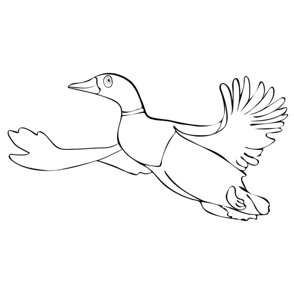 Painted Cute Funny Bird Duck Drake Flight Linear Hand Drawing — Stock Photo, Image