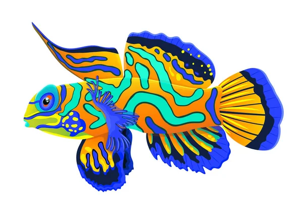 Peixe mandarim, desenho realista de desenhos animados planos, animal marinho desenhado à mão, caráter marítimo. Peixe tropical laranja esmeralda azul brilhante multi-colorido isolado no fundo branco. Ilustração vetorial — Fotografia de Stock