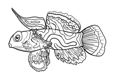Mandarin balığı, çizgi çizim çizimi, deniz hayvanı çizimi, deniz karakteri, boyama, çizim. Çizgili siyah beyaz çizgili balıkların ana hatları. Vektör illüstrasyonu