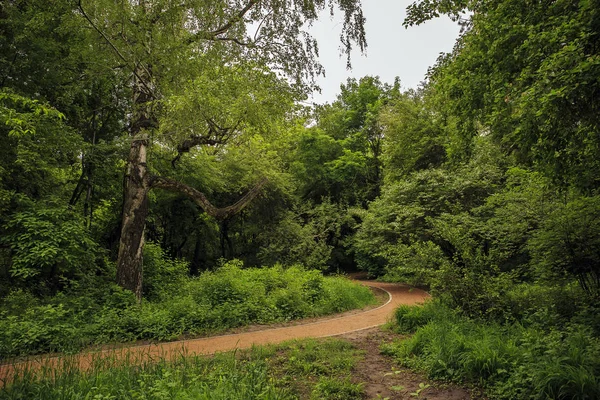 Bahar bahçe ağaçları arasında bir yol.