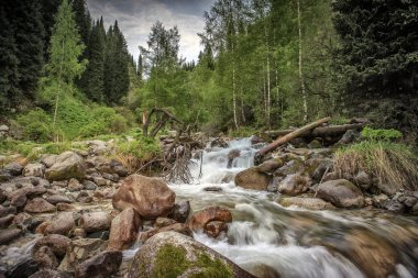 Sabah bahar ormanında bir dağ Nehri ile peyzaj.
