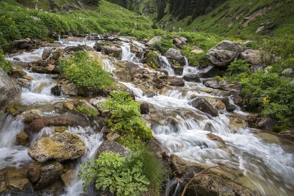 The mountain stream flows among the grass and stones on a summer morning.