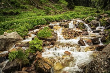 Nehir akışı kayalar ve dağlarda yaz sabahları bitkiler arasında.