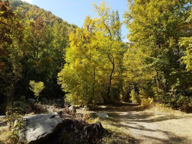 Bir dağ orman içinde renkli boyalar sonbahar. Küçük Almatı gorge, Kazakistan'ın Trans-Ili Alatau Dağları.