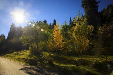 Büyük Almatı gorge, Trans-Ili Alatau Dağları renkli ormanda.