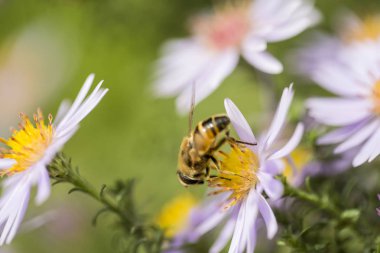 Çiçek ve bir arı ile yumuşak, sıcak, yaz arka plan.