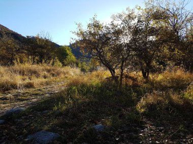 Sonbahar sabahı içinde dağ orman, Trans-Ili Alatau.