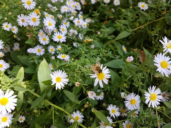 Insecte Sur Une Fleur Sous Soleil Chaud — Photo