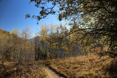 Bir dağ orman sıcak sabah Güz.