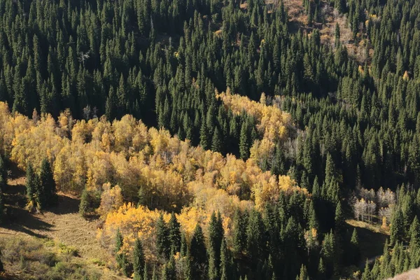 Ciepły Poranek Góry Las Jesienią — Zdjęcie stockowe