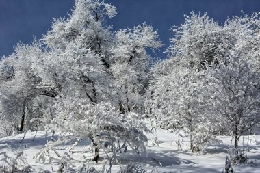 Taze kar üzerinde meyve ağaçları içinde dağ orman Trans-Ili Alatau, Kazakistan.