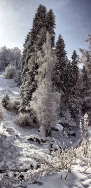 Taze kar üzerinde meyve ağaçları içinde dağ orman Trans-Ili Alatau, Kazakistan.