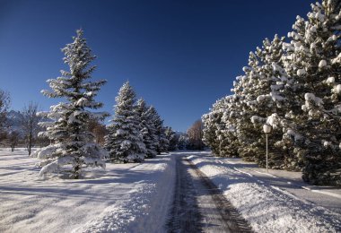 Parkta ilk başkanı Kazakistan Almatı'nın taze kar.