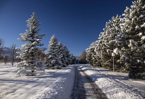 Parkta ilk başkanı Kazakistan Almatı'nın taze kar.