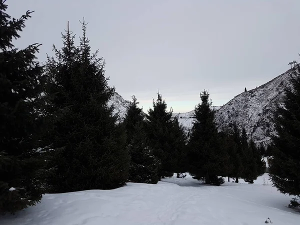 Abeto Bosque Montaña Una Mañana Invierno — Foto de Stock