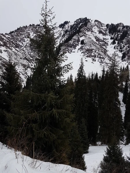 Épinettes Dans Une Forêt Montagne Matin Hiver — Photo