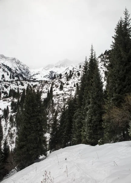 Épinettes Dans Une Forêt Montagne Matin Hiver — Photo