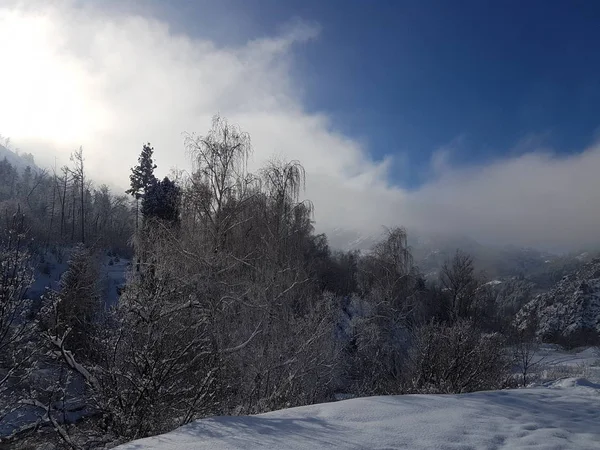 Утренний Пейзаж Зима Горном Лесу — стоковое фото