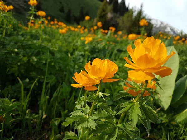 Fleurs Jaunes Sur Pré Montagne Été — Photo