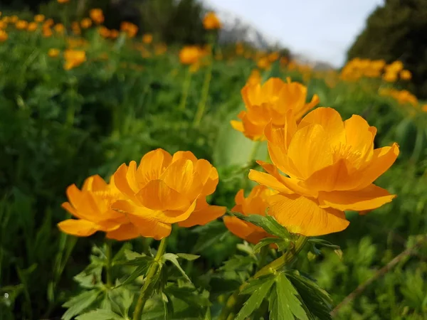 Fiori Gialli Prato Montagna Estate — Foto Stock