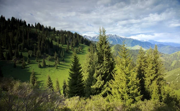 Paisagem Verão Com Abetos Floresta Montanhosa — Fotografia de Stock