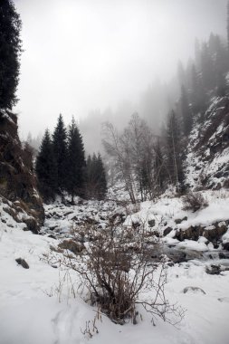 Kış sabahı vadide dağ ormanda görünümünü.