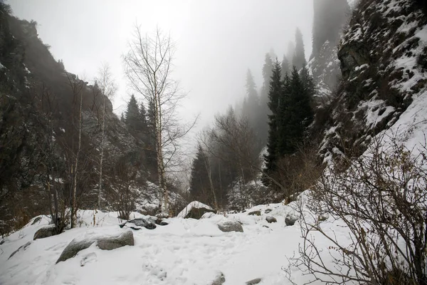 Vue Sur Forêt Montagne Dans Gorge Matin Hiver — Photo