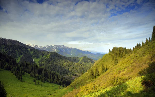 Paesaggio Estivo Con Cielo Blu Sopra Foresta Montana — Foto Stock