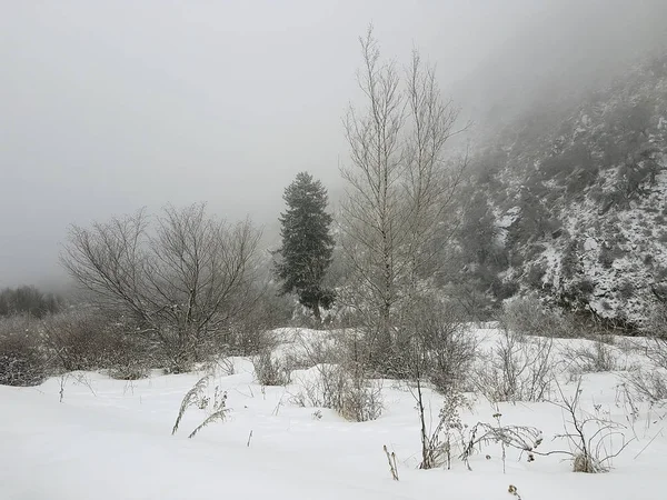 Winter Der Großen Almaty Schlucht Des Transili Alatau Gebirges — Stockfoto