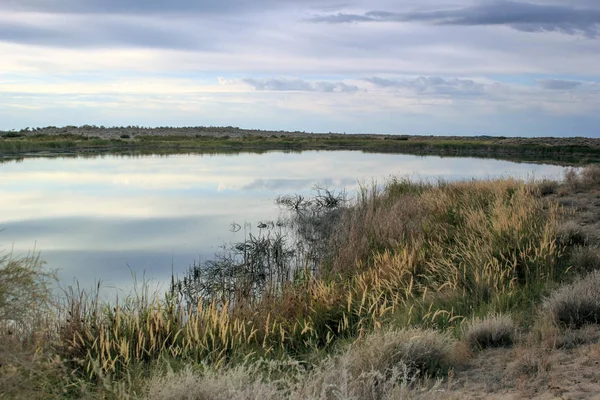 Sommarlandskap Med Sjön Och Vass Morgonen — Stockfoto