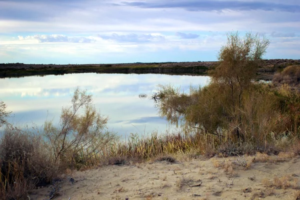 Paisagem Verão Com Lago Juncos Manhã — Fotografia de Stock