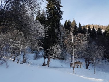 Taze kar kış sabahları dağ ormandaki.